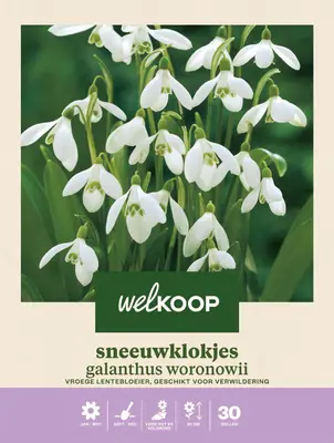 Welkoop Sneeuwklokje Galanthus Woronowii - Bloembollen bij Welkoop