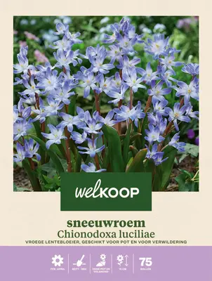 Welkoop Sneeuwroem Chionodoxa luciliae - Bloembollen bij Welkoop