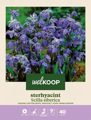 Welkoop Sterhyacint Scilla siberica - Bloembollen bij Welkoop