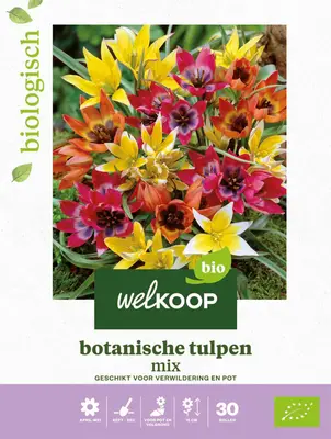 Welkoop Tulp Biologisch Botanische mix - Bloembollen bij Welkoop