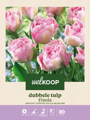 Welkoop Tulp Finola - Bloembollen bij Welkoop