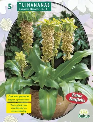 Zomer Bloembollen Eucomis Bicolor per 5 Baltus bij Warentuin