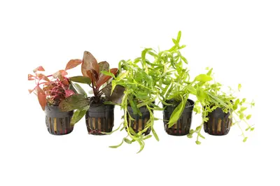 Zuid-Amerikaanse Aquariumplanten Mix bij Aquariumplantenshop